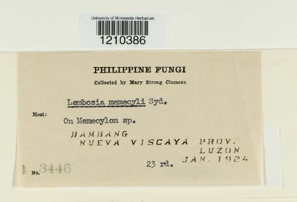 Lembosia memecyli image