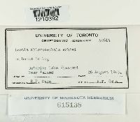 Leotia chlorocephala image