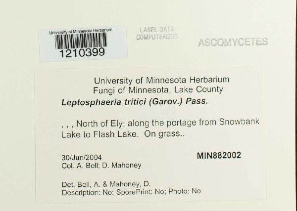 Leptosphaeria tritici image