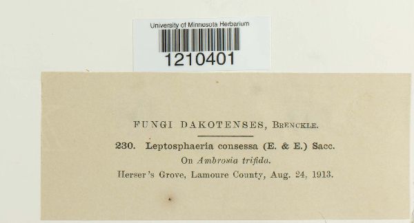 Leptosphaeria consessa image
