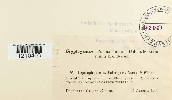 Leptosphaeria cylindrospora image