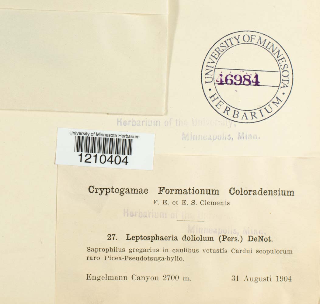 Leptosphaeria doliolum image