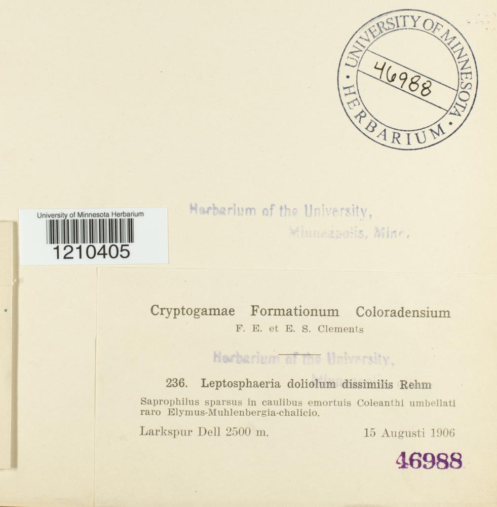 Leptosphaeria doliolum var. dissimilis image