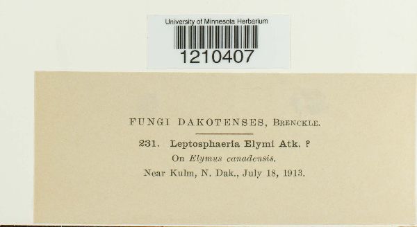 Leptosphaeria elymi image