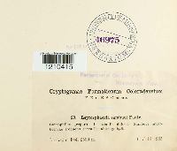 Image Associated With the Occurrence