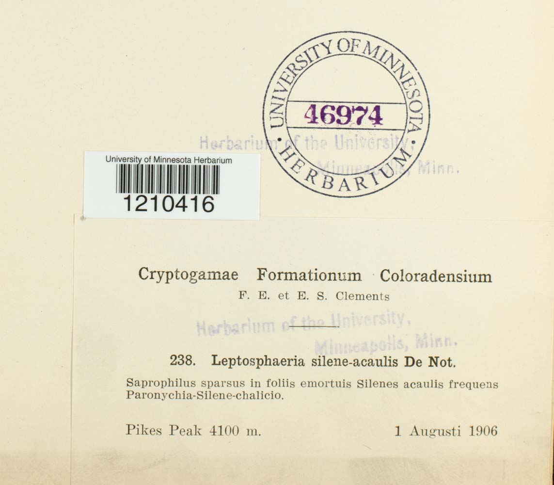 Leptosphaeria silenes-acaulis image