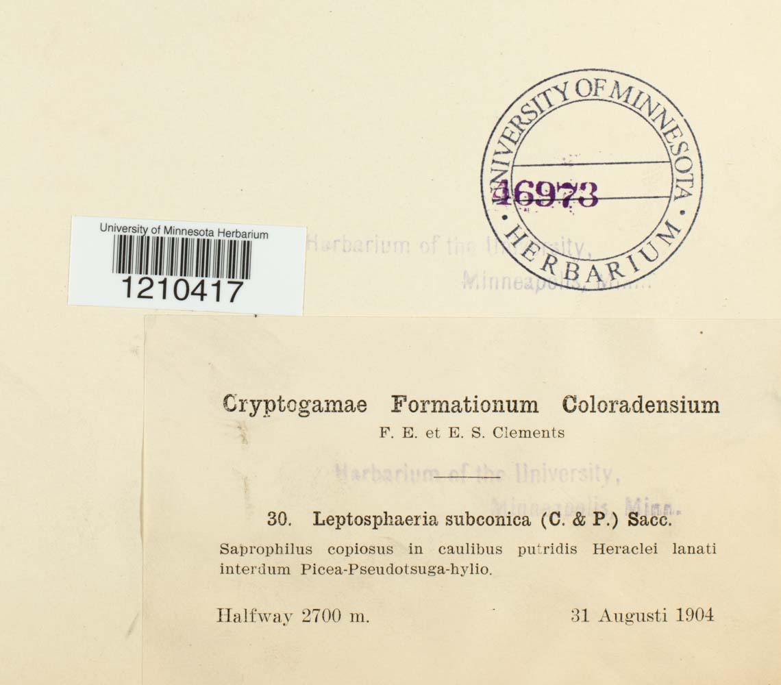 Leptosphaeria subconica image