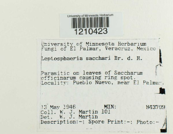 Leptosphaeria sacchari image