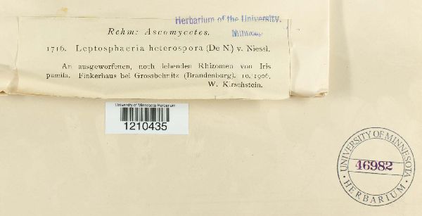 Leptosphaeria image