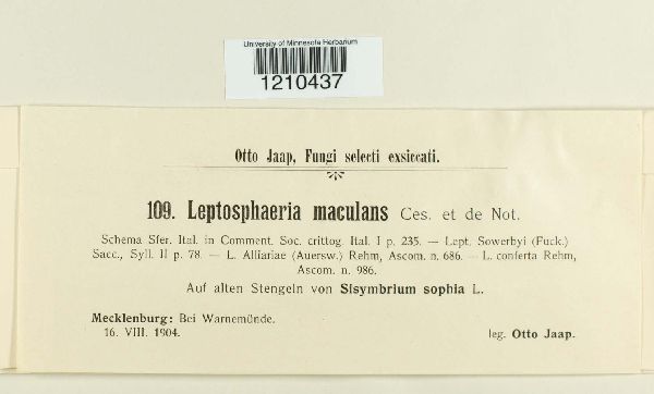 Leptosphaeria maculans image