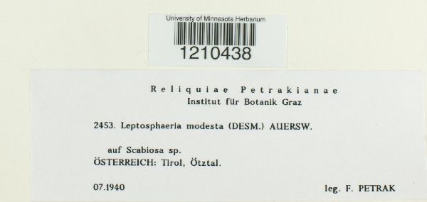 Leptosphaeria modesta image