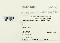 Leptosphaerulina trifolii image