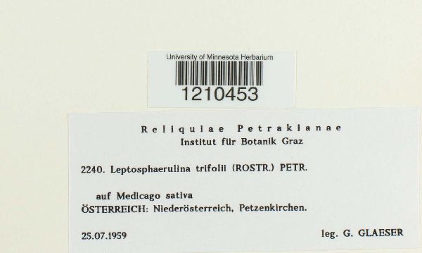 Leptosphaerulina trifolii image