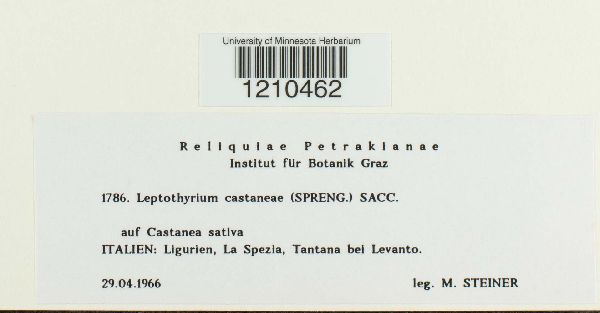 Leptothyrium castaneae image