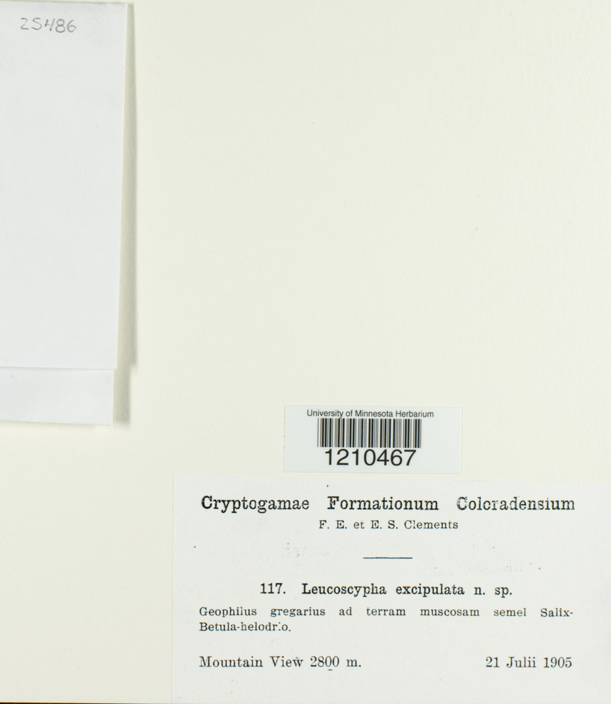 Leucoscypha excipulata image