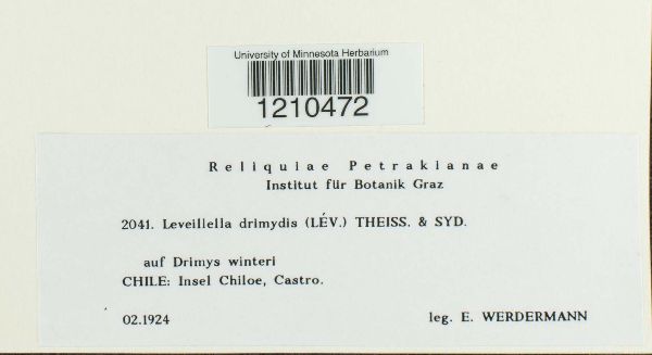 Leveillella drimydis image