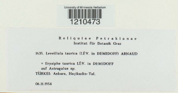 Leveillula taurica image