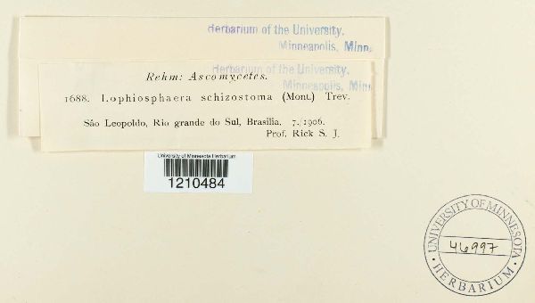 Lophiosphaera schizostoma image