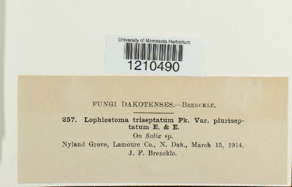 Lophiostoma triseptatum var. pluriseptatum image