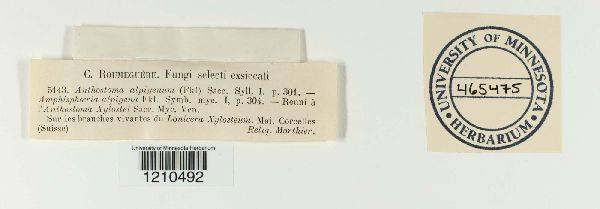 Amphisphaerella alpigena image