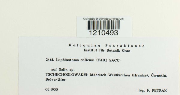 Lophiostoma salicum image