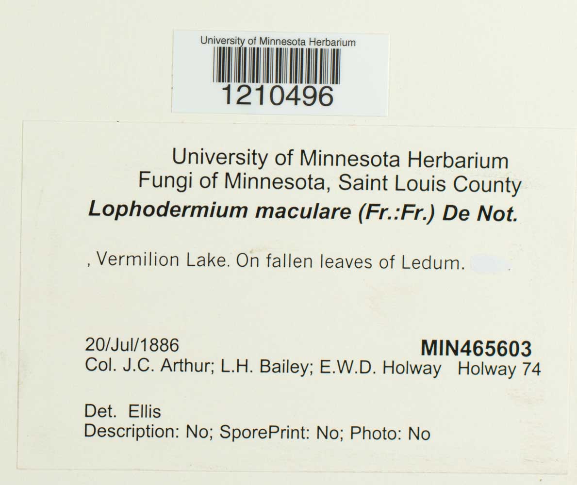 Lophodermium maculare image