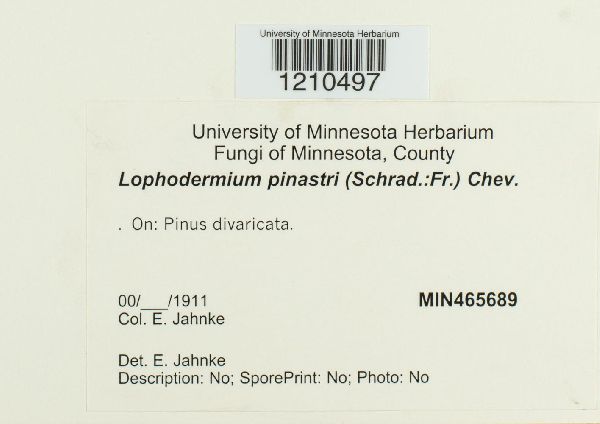 Lophodermium pinastri image