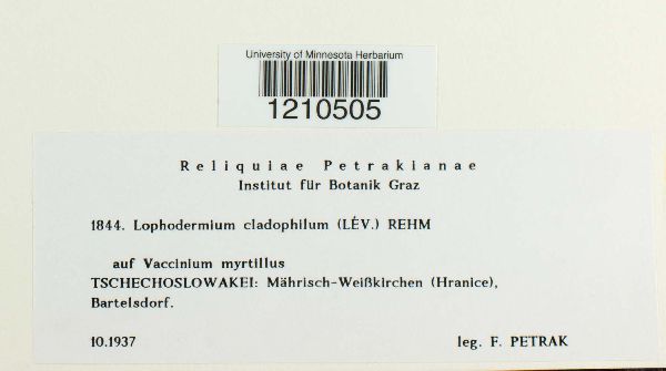 Lophodermium cladophilum image