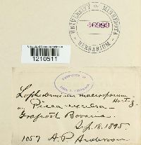 Image Associated With the Occurence