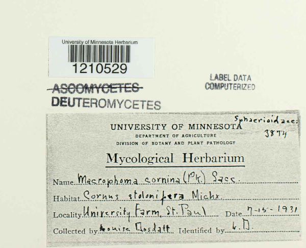 Macrophoma cornina image