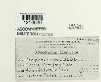 Media resource of Macrophoma cornina