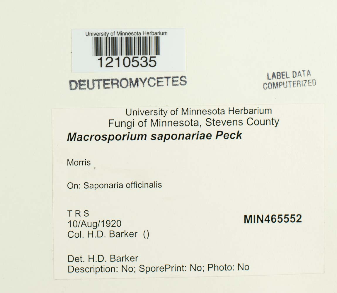 Macrosporium saponariae image