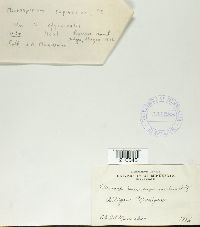 Macrosporium saponariae image