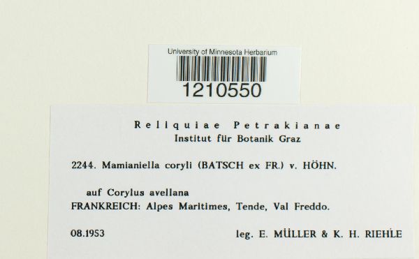 Mamianiella coryli image