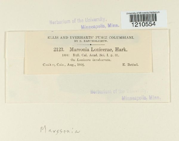 Marssonia lonicerae image