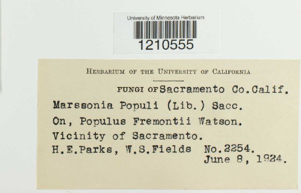 Drepanopeziza populorum image