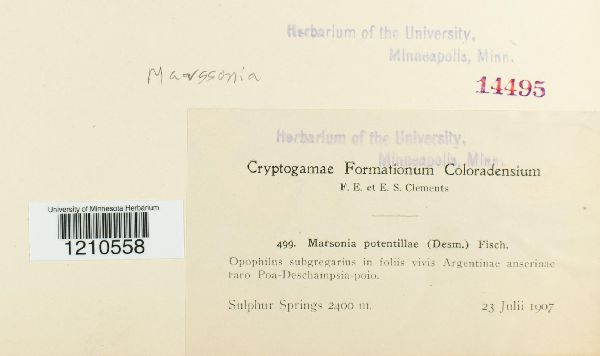 Diplocarpon earlianum image