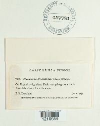Diplocarpon earlianum image