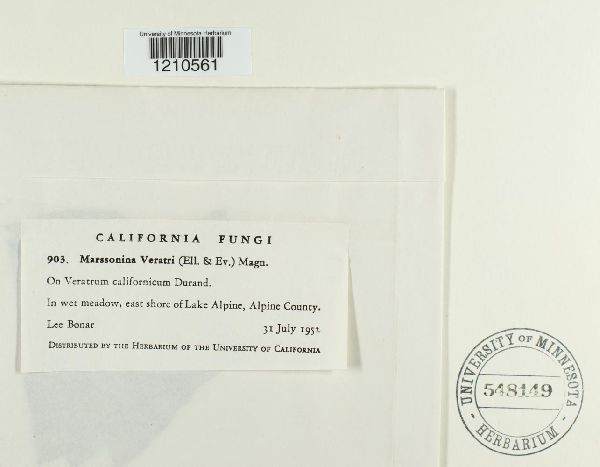 Marssonina veratri image