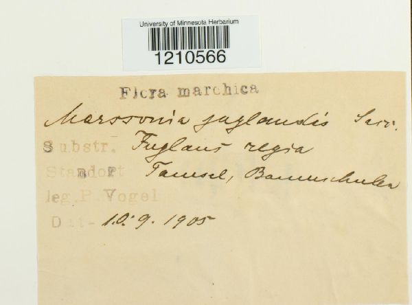 Marssonia juglandis image