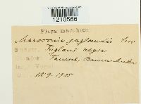 Media resource of Marssonia juglandis