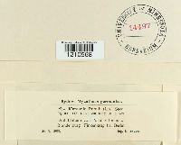 Drepanopeziza populorum image