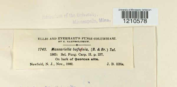 Amphisphaeria bufonia image