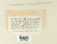 Asterosporium hoffmannii image