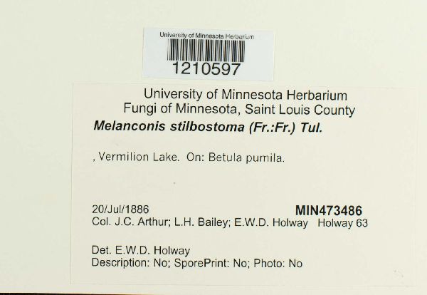 Melanconis stilbostoma image