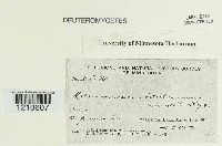 Melanconium betulinum image