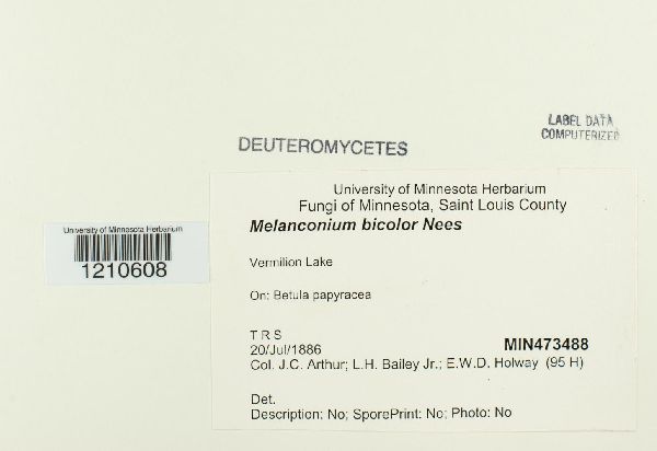 Melanconium bicolor image