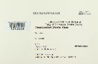 Melanconium bicolor image