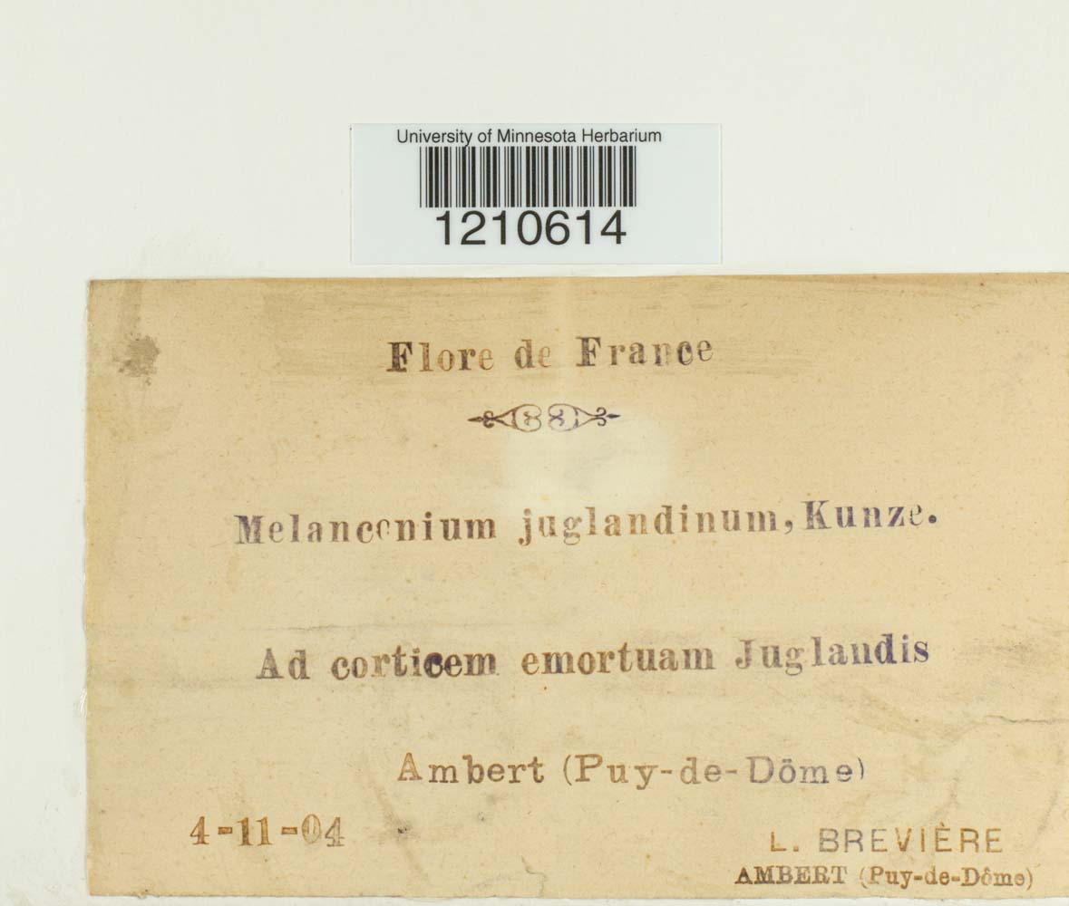 Melanconium juglandinum image