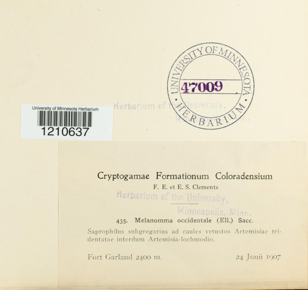 Cucurbitaria occidentalis image